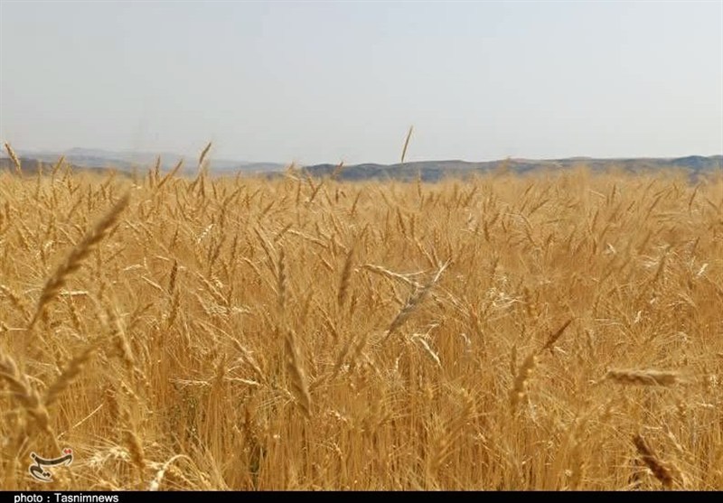 ذخیره ۹ ماهه گندم/مجلس پیگیر مشکلات گندمکاران