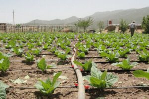 رشد ۹درصدی بازار جهانی آبیاری قطره ای تا ۲۰۲۹؛ اپلیکیشن موبایلی مدیریت آب هند به میدان آمد