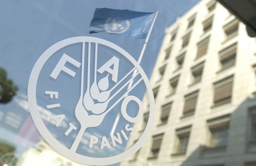 فائو: قیمت جهانی برنج کاهش یافت
