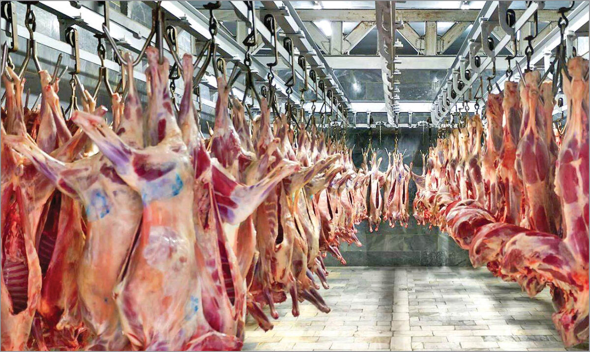 قیمت گوشت قرمز با ایجاد زنجیره تولید ۳۰ درصد کاهش می‌یابد