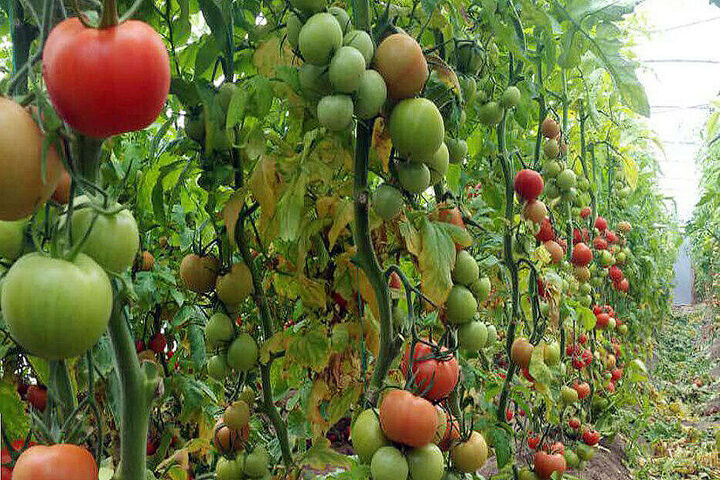 ارزش ۴۹ میلیارد دلاری استارتاپ های کشاورزی تا ۲۰۳۰؛ redseafarm به کمک کشت با آب شور آمد