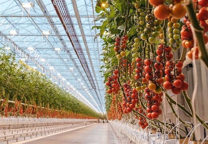 شوک افزایش قیمت سوخت به گلخانه داران| تلاش برای مدیریت صادرات با یک پلتفرم اختصاصی