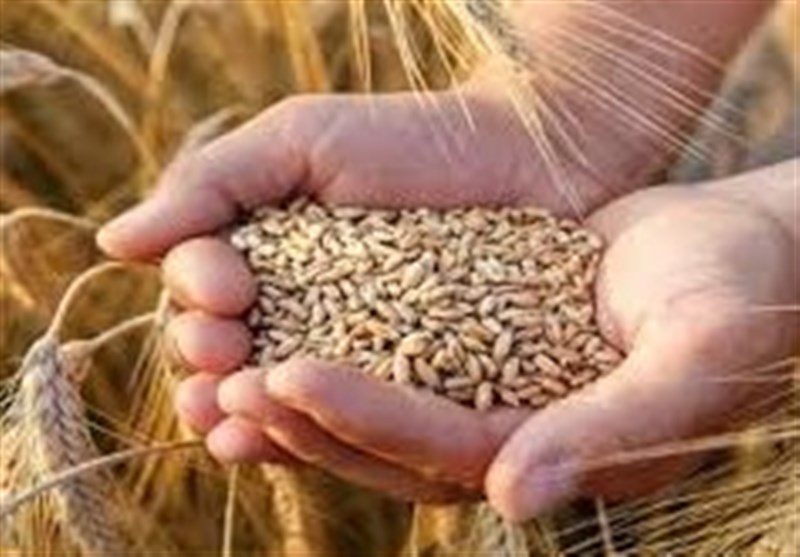 هرگونه جابه‌جایی غیرمجاز گندم قاچاق است